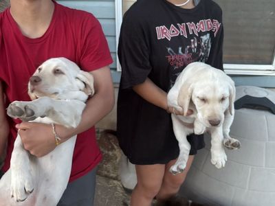2 Male AKC Golden Lab Puppies