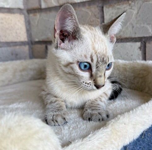 Snow White Bangal Kitten
