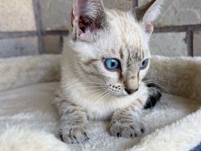 Snow White Bangal Kitten