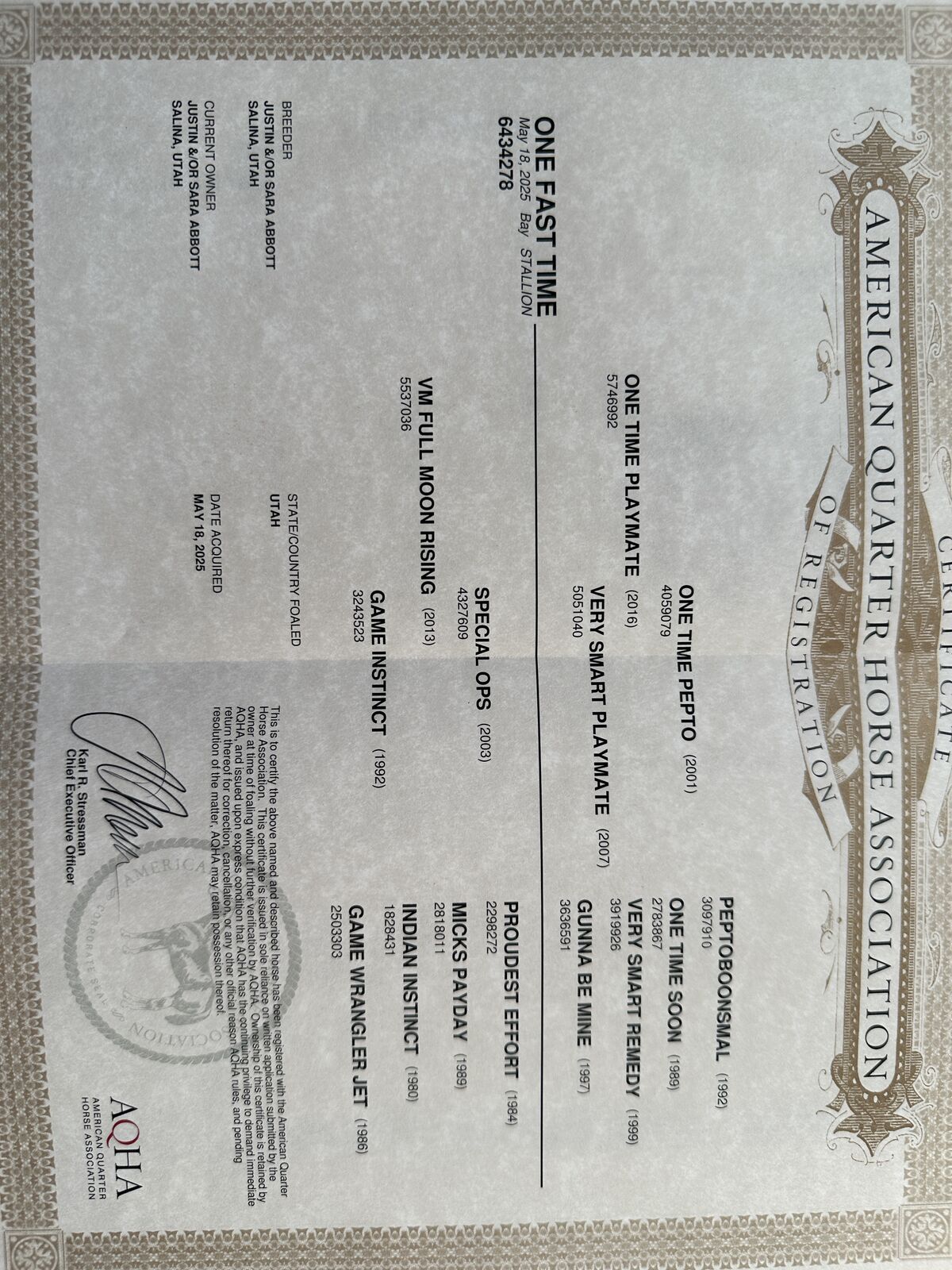 2025 AQHA Colt “One Fast Time” cow on top speed on bottom!!!!