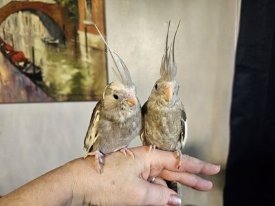 Sweet Hand-Fed Baby White-Faced Cockatiels