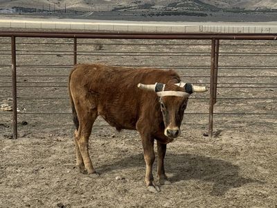 Corriente Roping Steer