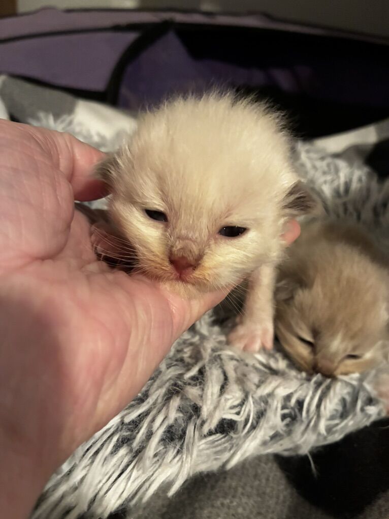 Ragdoll Kittens