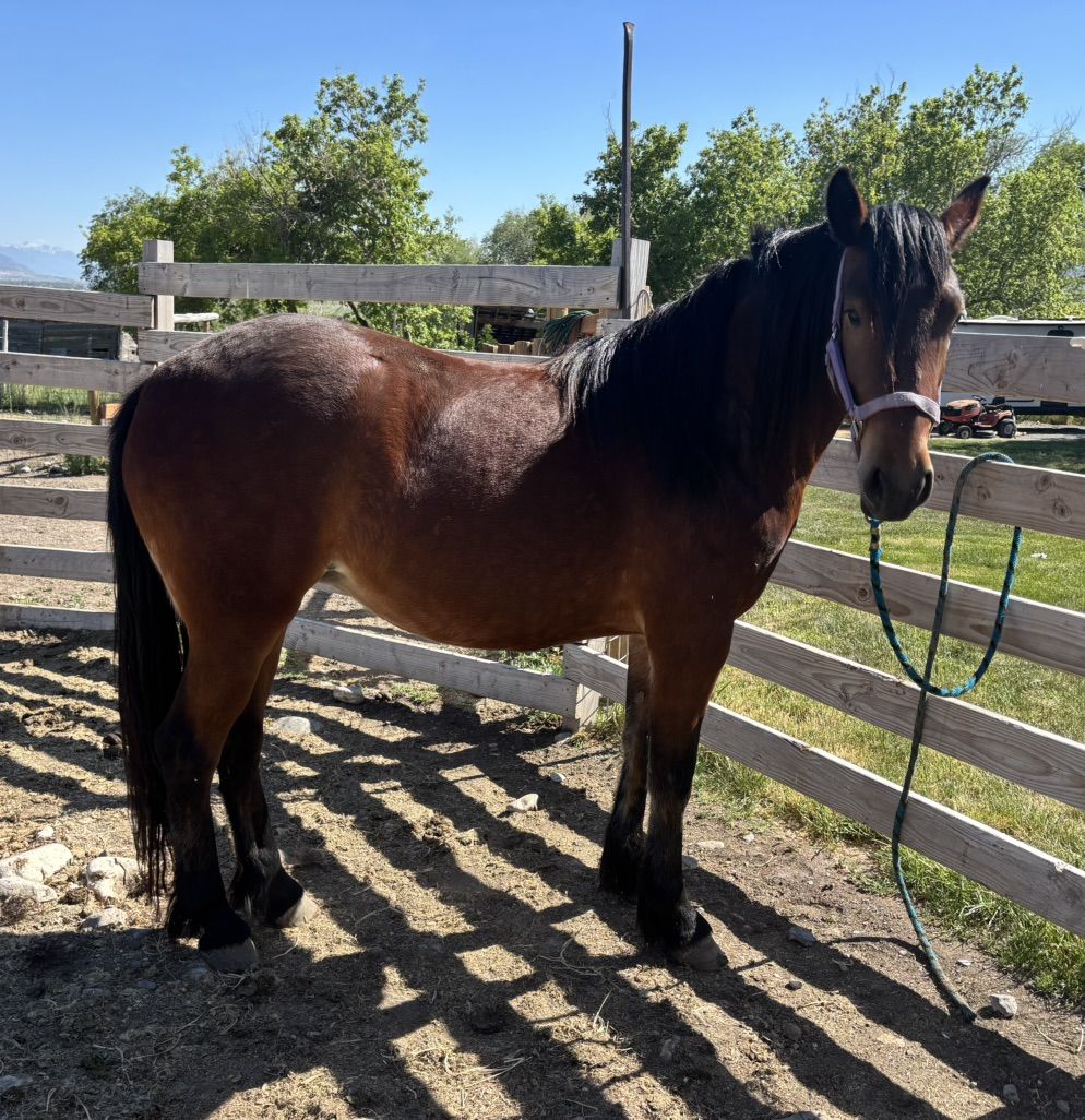 1/4 Draft 2 YO Mare