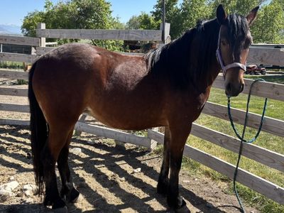 1/4 Draft 2 YO Mare
