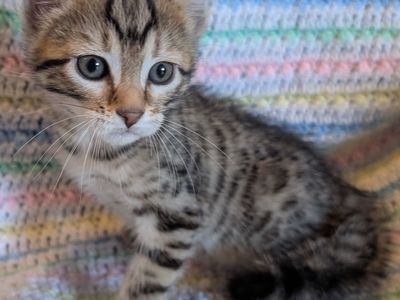 TICA Female Bengal Kitten