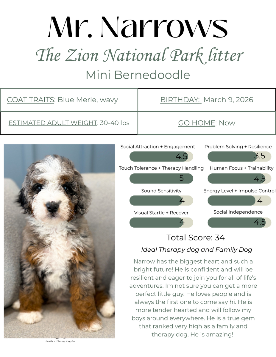 Mini Bernedoodle- Therapy and Family Dog