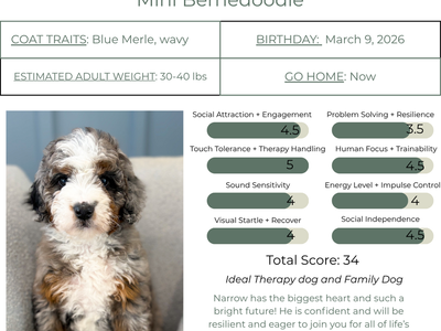 Mini Bernedoodle- Therapy and Family Dog
