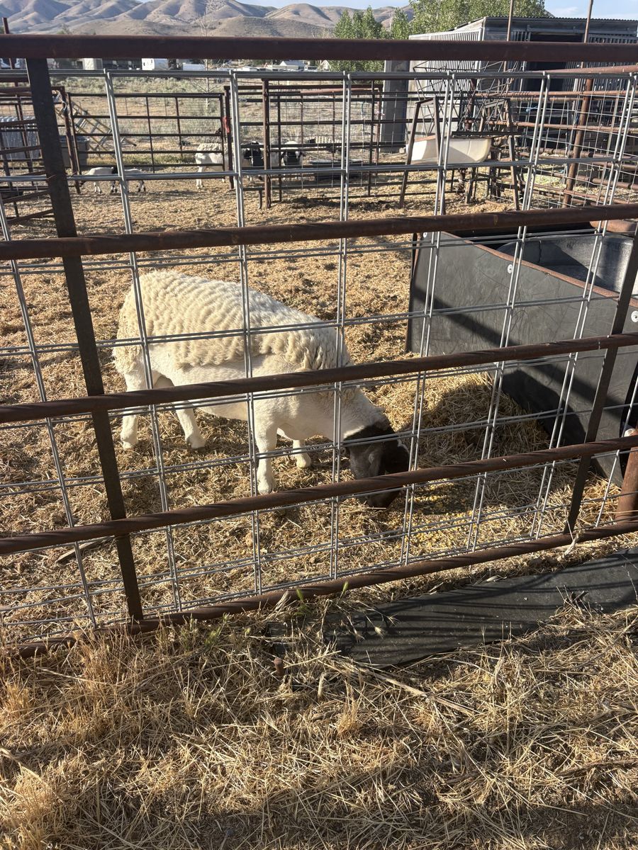 Dorper Ram