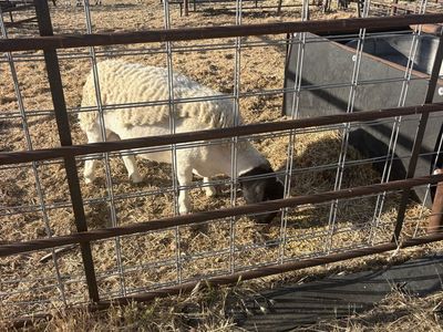 Dorper Ram