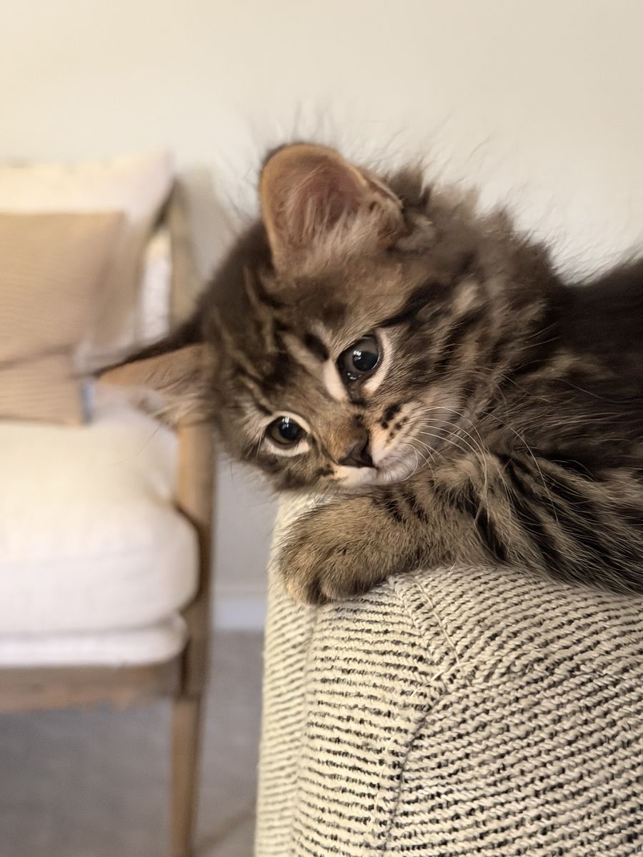 Hypoallergenic Siberian male kitten 
