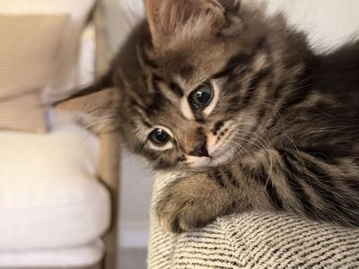 Hypoallergenic Siberian male kitten