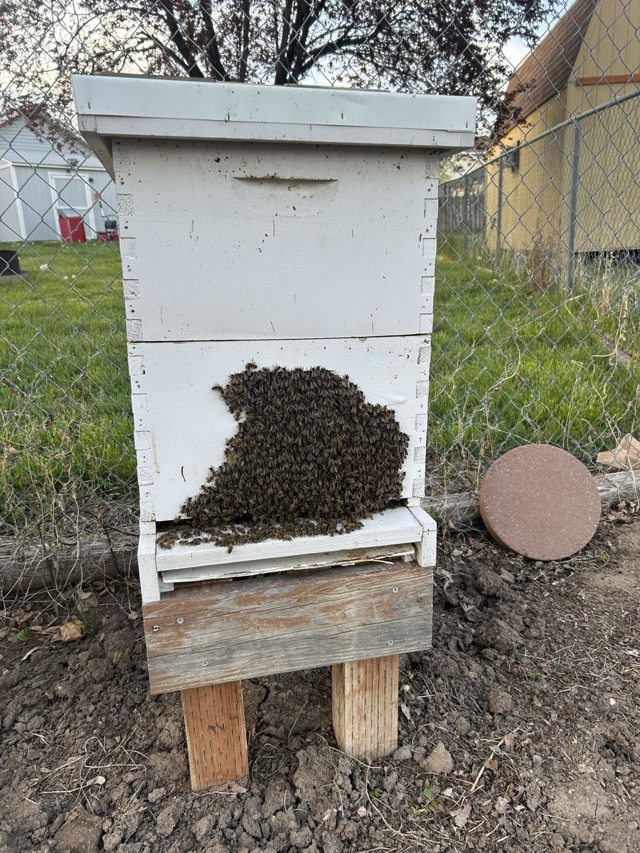 Bees, Beehives, and Beekeeping Equipment