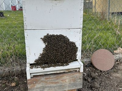 Bees, Beehives, and Beekeeping Equipment