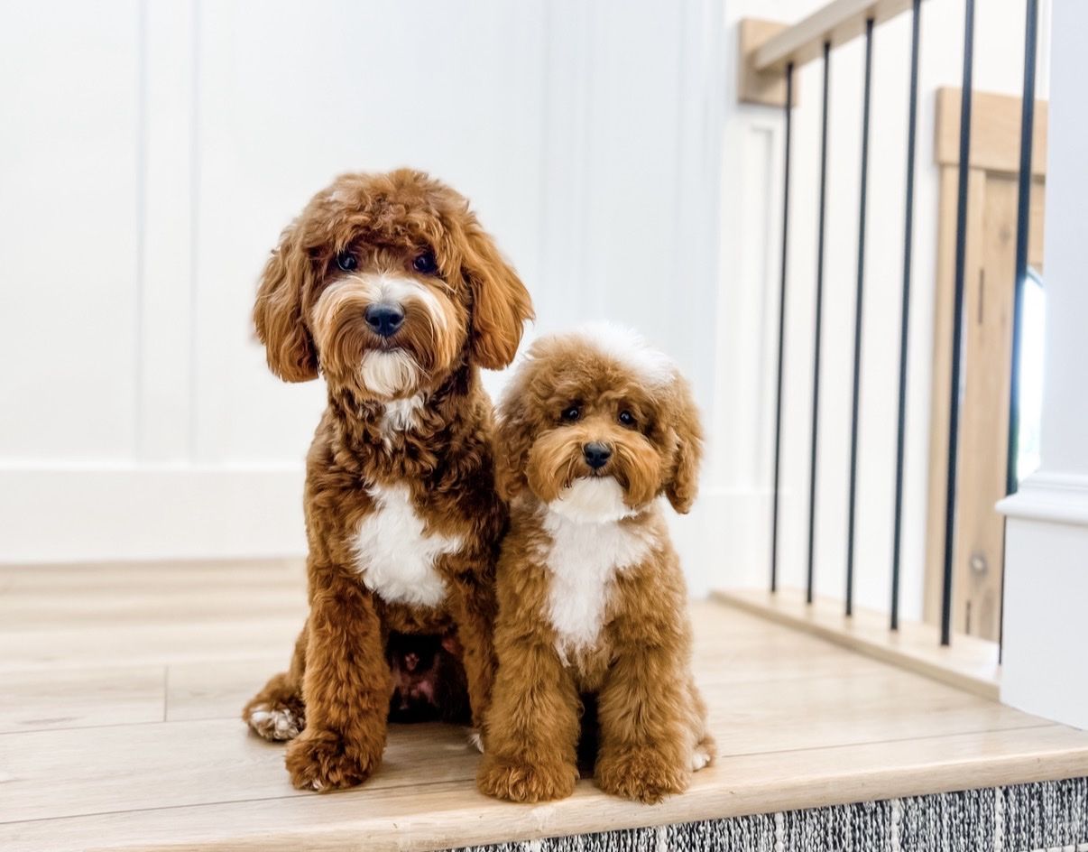 CKC Multi Gen Goldendoodle stud 16lbs