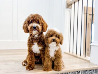 CKC Multi Gen Goldendoodle stud 16lbs