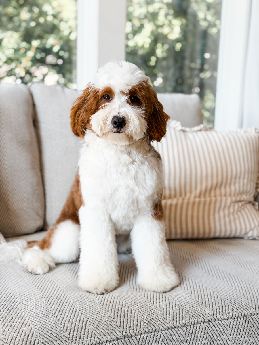 Cedar -/- F1b Cavapoo Stud Tuxedo Intense Red