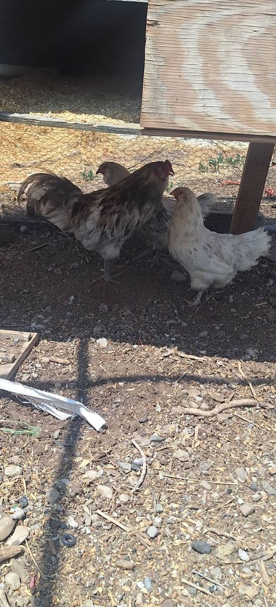 Splash Americauna 2 Hens and 1 rooster