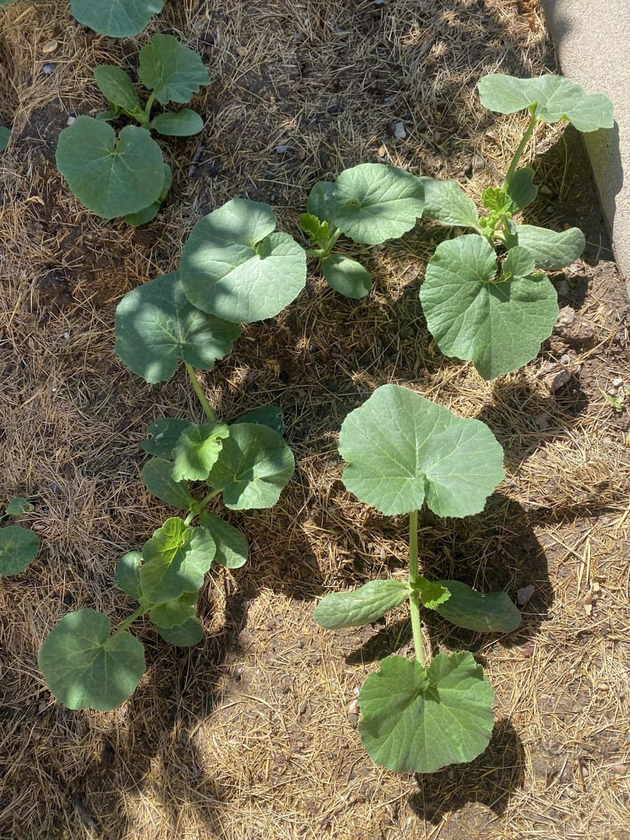 Pumpkin Plants - Jack-o-Lantern