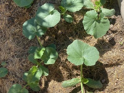 Pumpkin Plants - Jack-o-Lantern