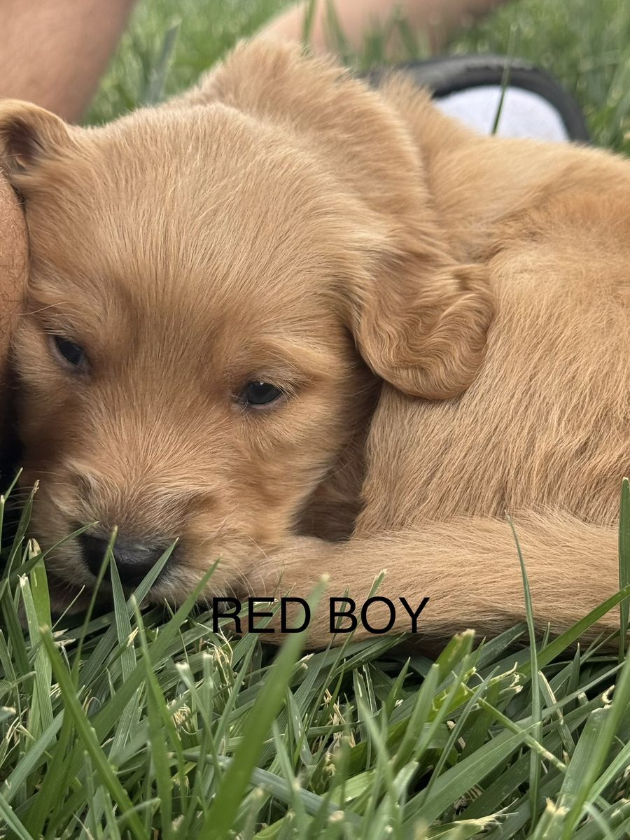 Golden Retriever puppies.