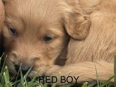 Golden Retriever puppies.