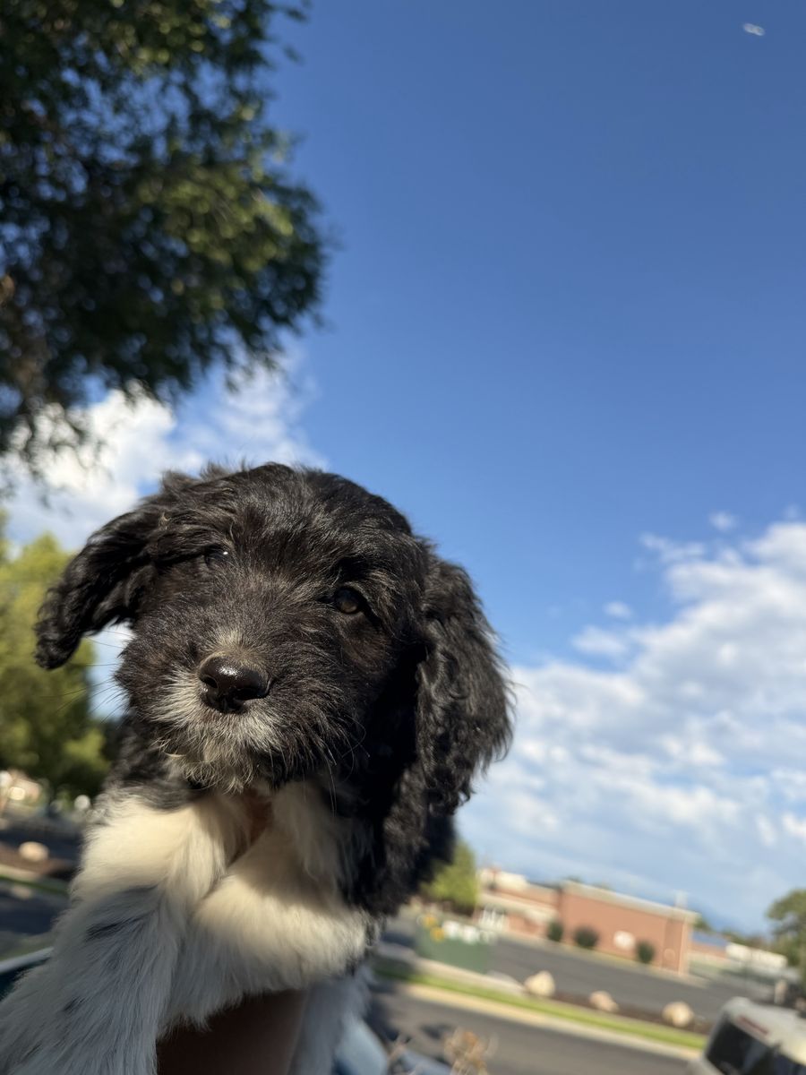 Adorable Doodle Puppies - Various Colors, Ready for Forever Homes