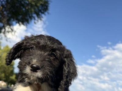 Adorable Doodle Puppies - Various Colors, Ready for Forever Homes