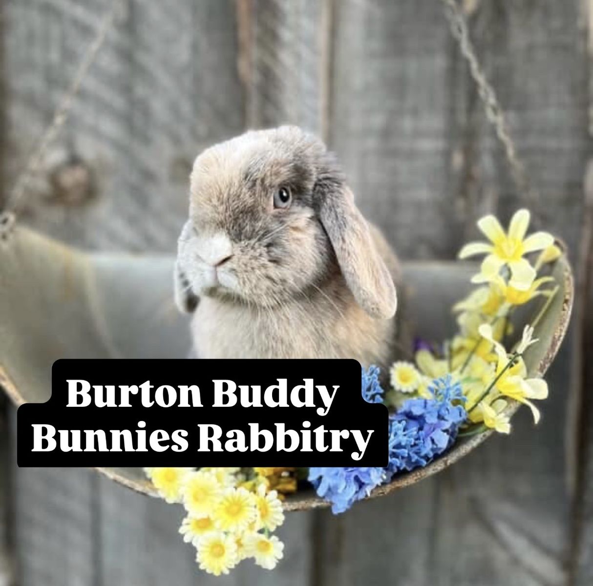 Pedigreed Purebred Holland Lop Bunny