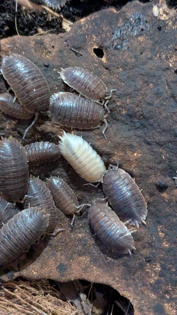 FREE Isopods/Springtails w/ Crested Gecko Purchase