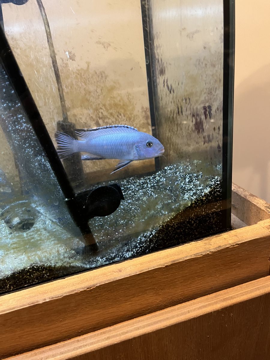 African cichlid mbuna