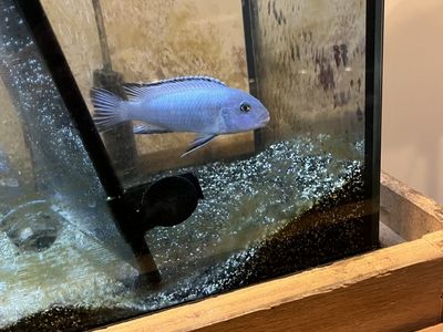 African cichlid mbuna