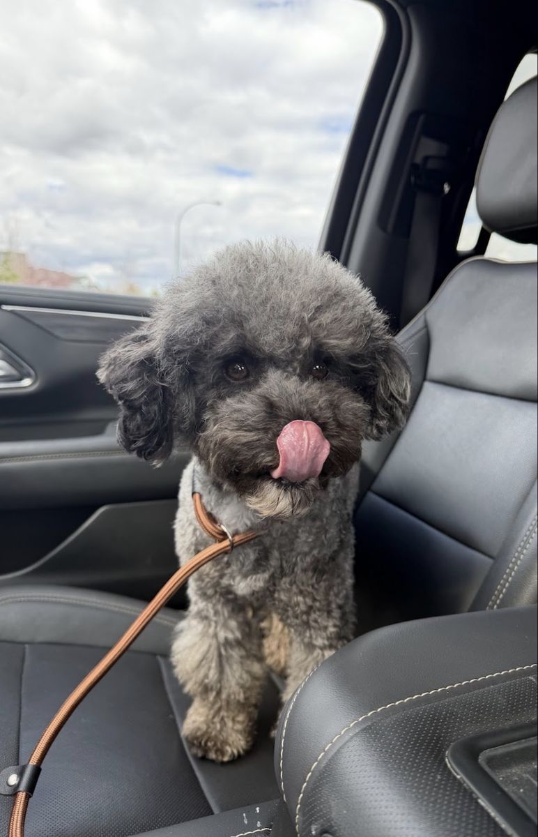 AKC Mini Poodle Phantom Merle Miniature Poodle Stud (Clear genetics)