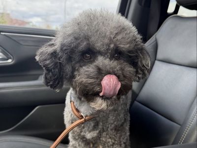 AKC Mini Poodle Phantom Merle Miniature Poodle Stud (Clear genetics)