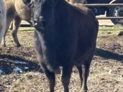 Pregnant Beefalo Cow