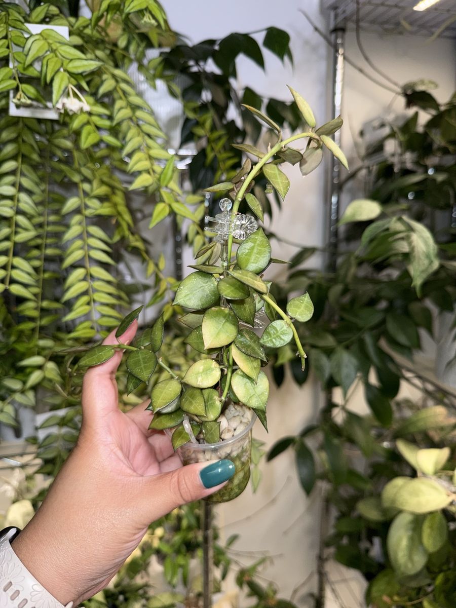 Hoya lacunosa 'My Little Runaway' - Plant