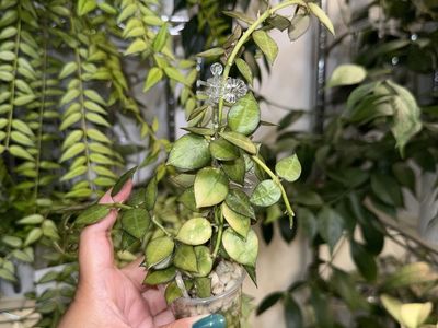 Hoya lacunosa 'My Little Runaway' - Plant