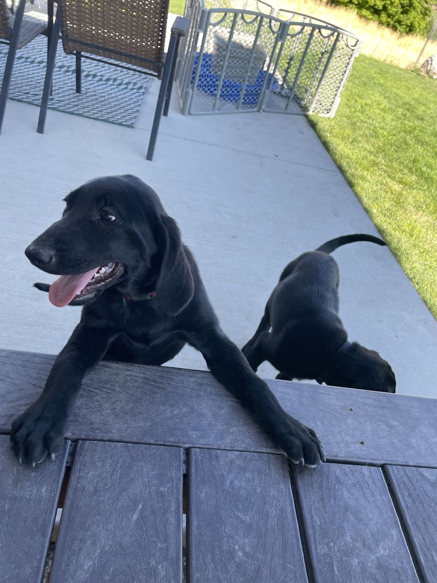 AKC Black Labrador Retriever Puppies