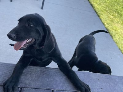 AKC Black Labrador Retriever Puppies