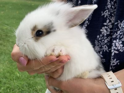 Cutest Baby Bunnies!