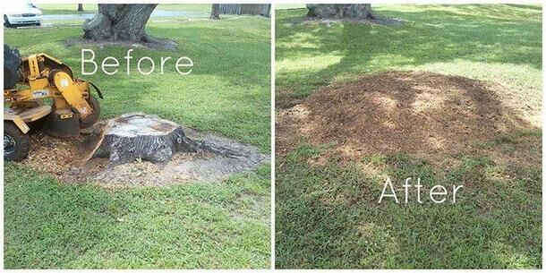 Tree Trimming | Stump Removal | Emergency Tree Service | Tree Maintenance | Tree Service | Demolition
