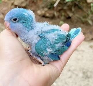 Baby Quaker