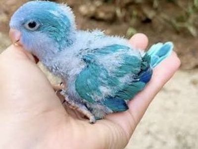 Baby Quaker