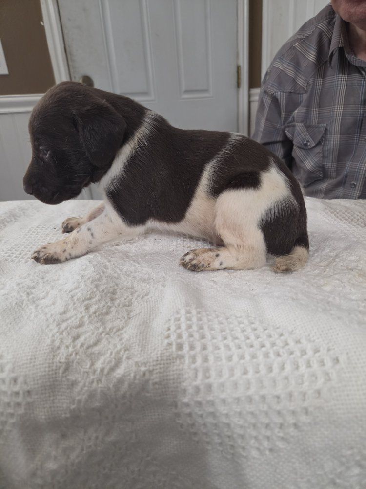 AKC registered German Shorthair Pointer pups