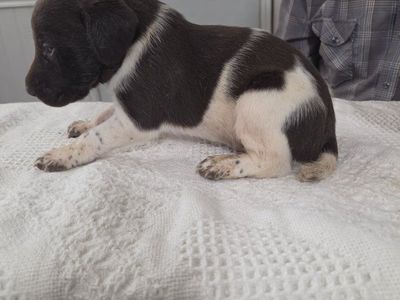 AKC registered German Shorthair Pointer pups