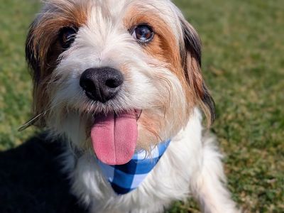 Devoted Companion, Stunning Merle 2 yr old Yorkalier (Yorkie/Cavalier)