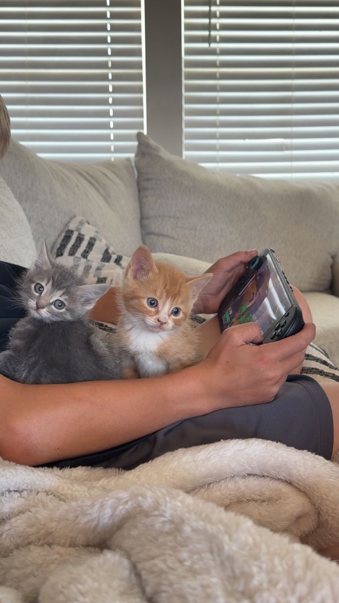 Kitties