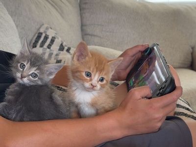 Kitties