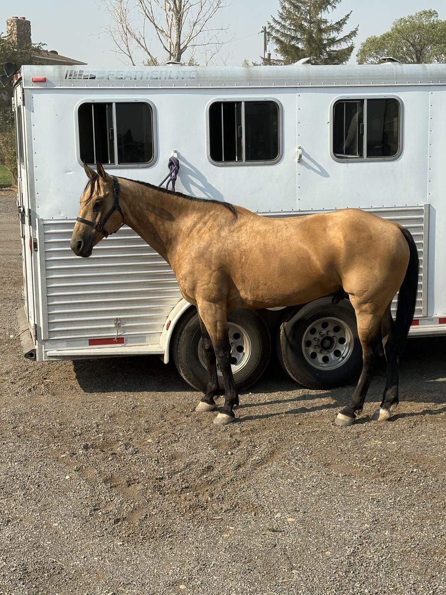 9 yr old AQHA gelding for sale