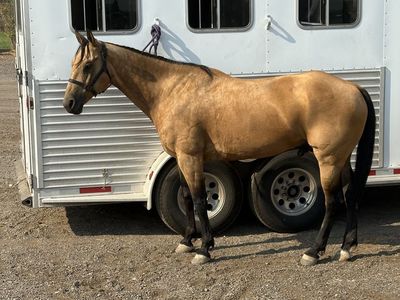 9 yr old AQHA gelding for sale